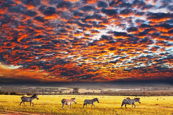 Танзания сафари пейзаж