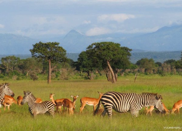 Танзания Занзибар сафари