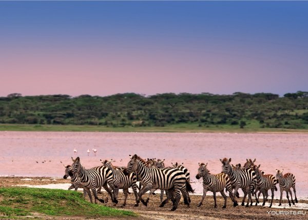 Сафари в Танзании парк Серенгети