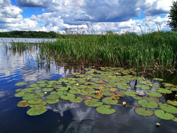 Мавринское болото