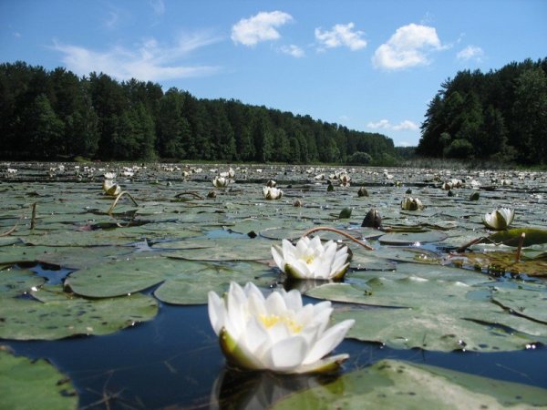 Белоснежная кувшинка Инерка Мордовия