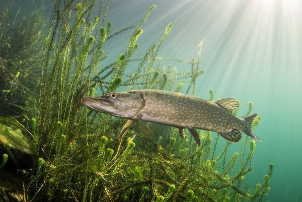 Щука Esox Lucius