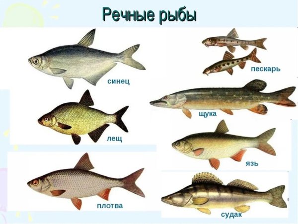 Хищные рыбы России речные