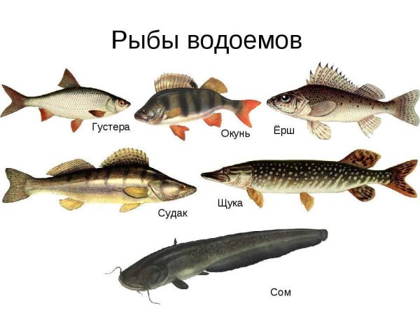 Окунь щука Карп карась сом лещ Ерш