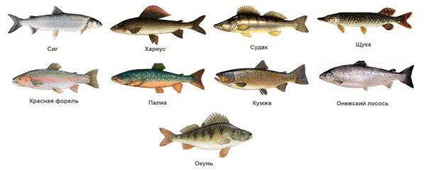Рыба в Озерах Карелии