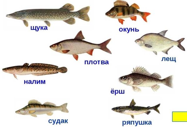 Название рыб