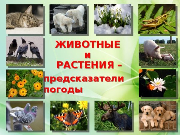 Животные и растения синоптики