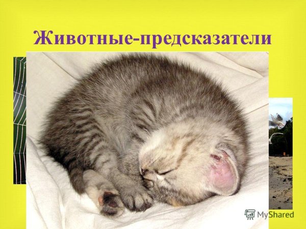 Животные предсказатели погоды