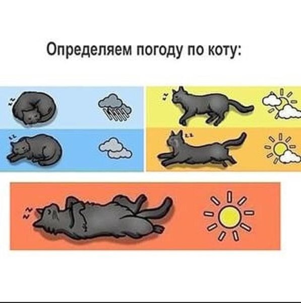 Как понять погоду по коту