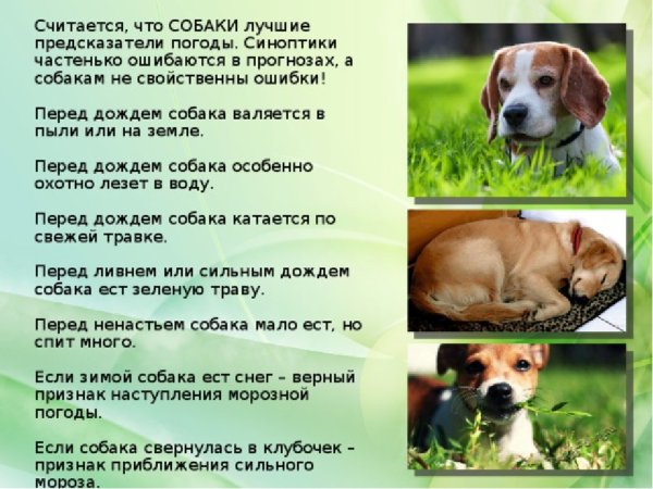 Приметы про собак