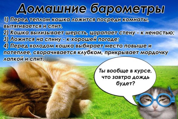 Животные синоптики кошки