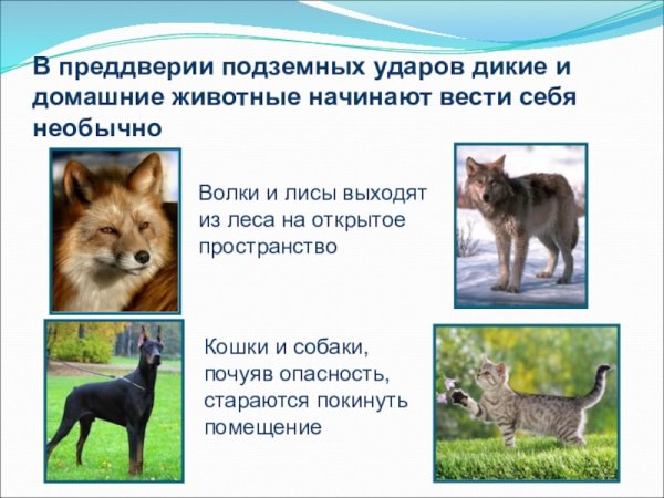 Животные синоптики