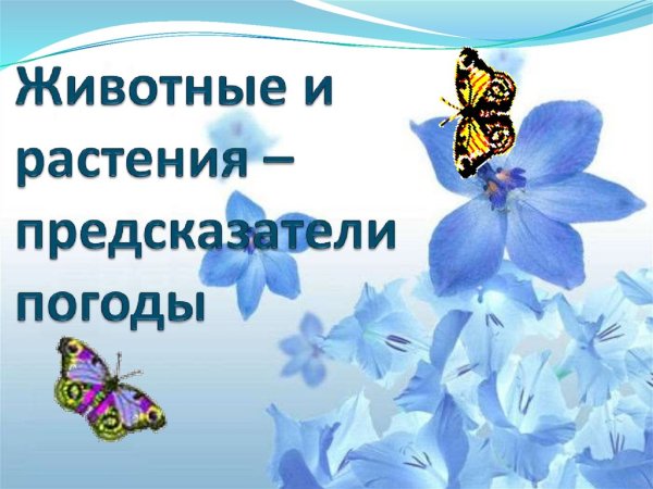 Животные и растения предсказатели