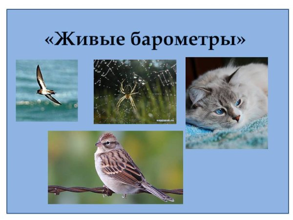 Животные барометры природы