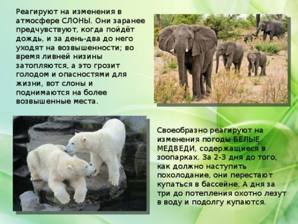 Животные предсказывают погоду