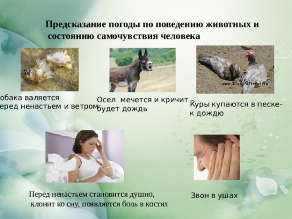 Предсказания погоды по животным