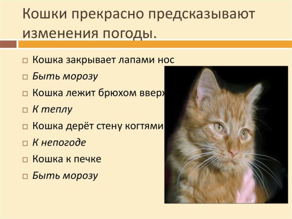 Кошки предсказывают погоду