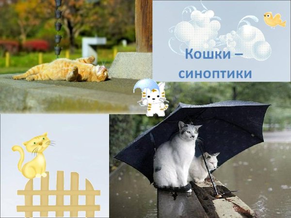 Кошки синоптики
