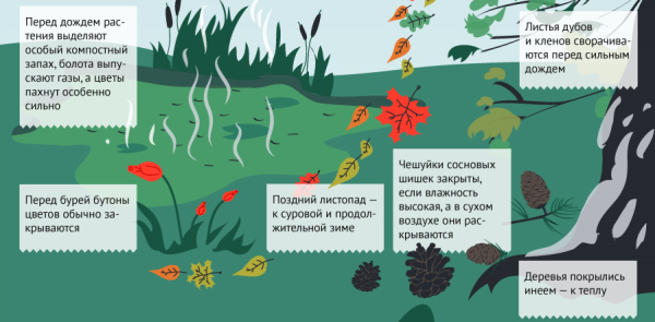 Животные и растения предсказатели погоды