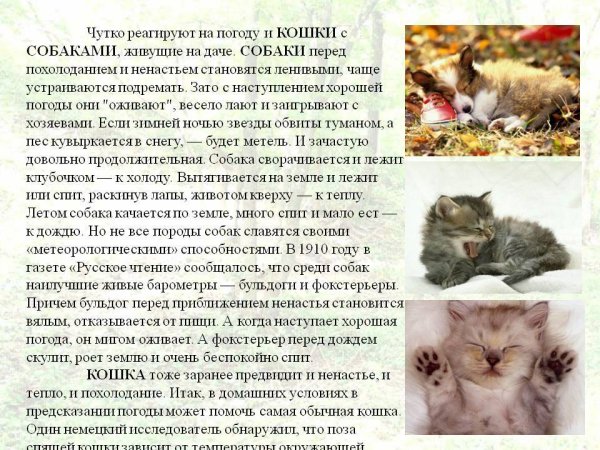 Животные предсказывают погоду