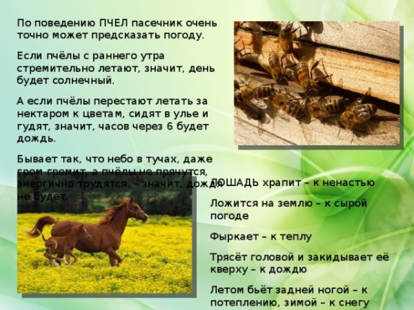 Приметы про животных