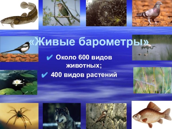 Живые барометры природы