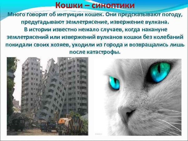 Кошки при землетрясении