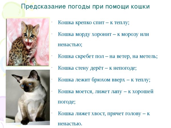 Приметы о котах и кошках