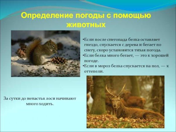 Народные приметы связанные с животными