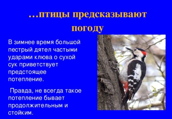 Приметы о животных и птицах