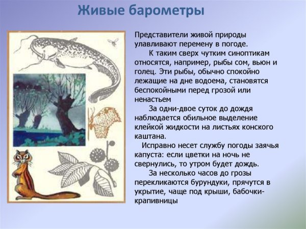 Живые барометры