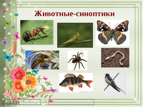 Животные синоптики