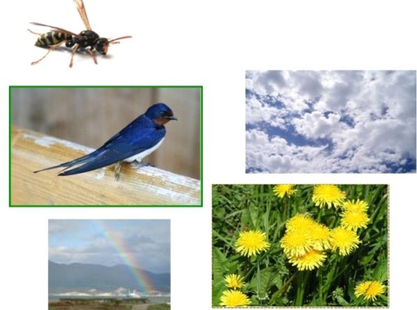 Птицы предсказатели погоды