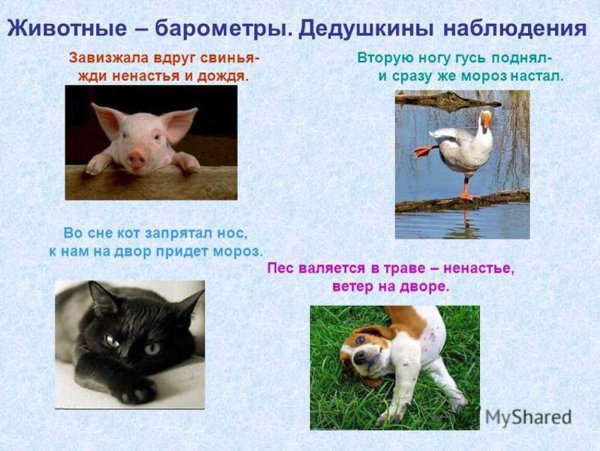 Приметы про животных