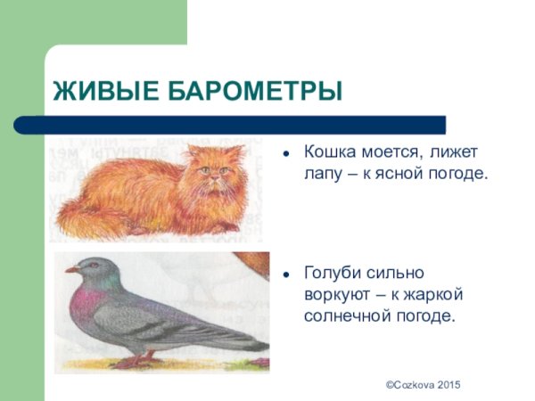 Живые барометры