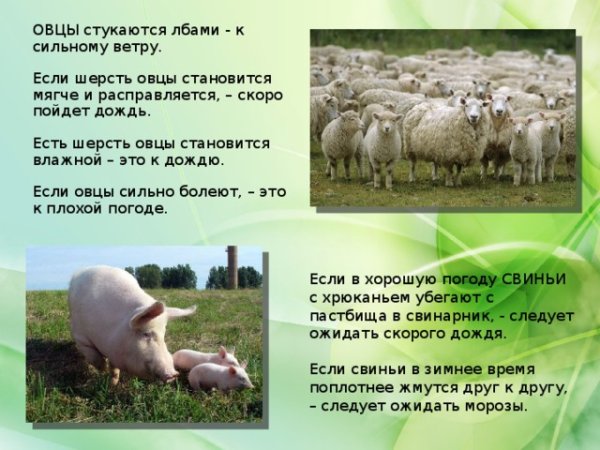 Животные которые предсказывают погоду