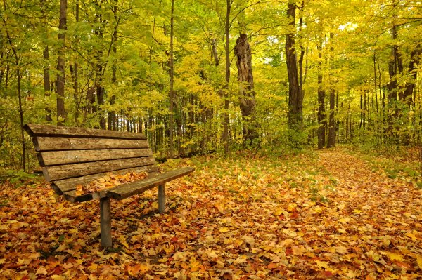 Скамейка в осеннем лесу