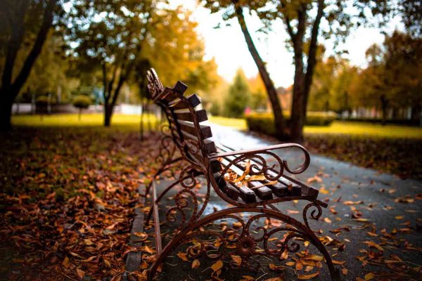 Осенний Смольный парк скамейки