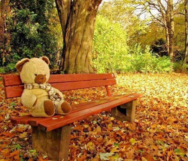 Медвежонок на осенней скамейке