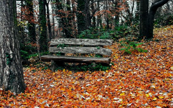 Томилинский лесопарк осень