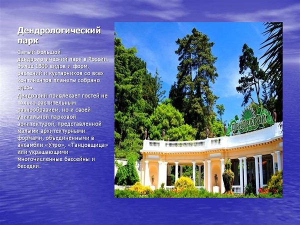 Дендрарий Сочи сообщение