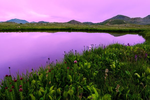 Цветы у озера