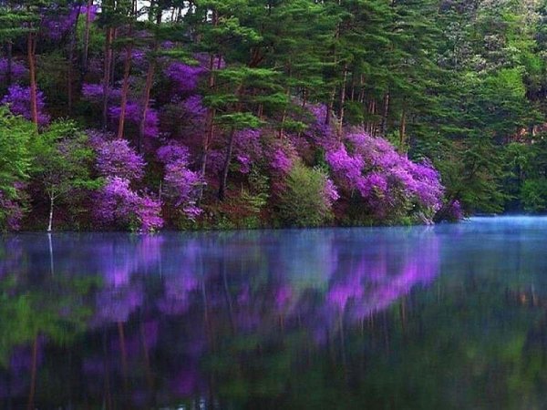 Цветение багульника в Забайкалье