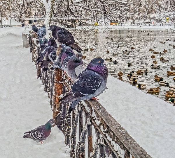 Птицы зимой в городе
