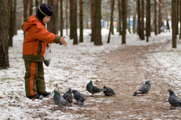 Птицы зимой в городе
