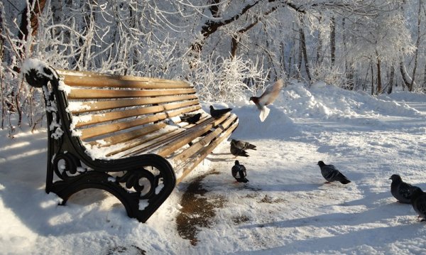 Птицы в парке зимой