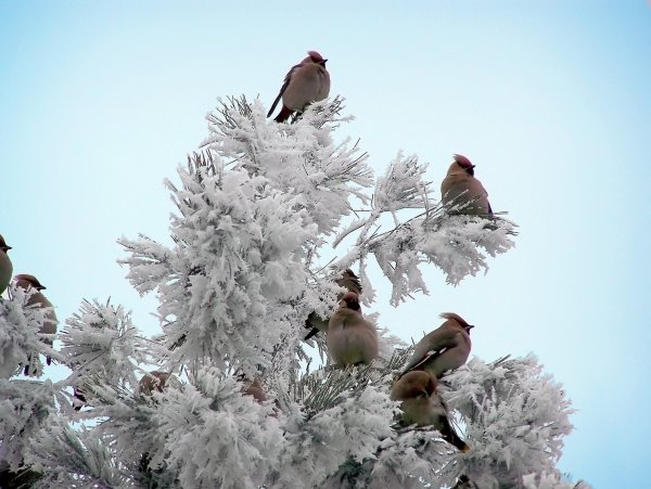 Зимние птицы в городе
