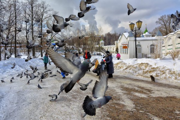 Голуби в Москве