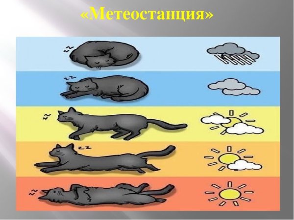 Определяем погоду по кошке