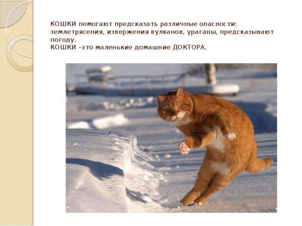 Кошки предсказывают землетрясения